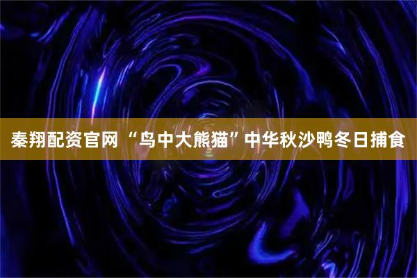秦翔配资官网 “鸟中大熊猫”中华秋沙鸭冬日捕食